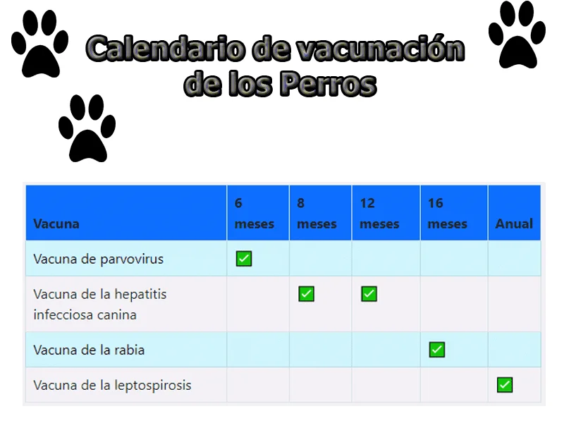 Calendario de vacunación de los perros
