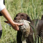 Cómo adiestrar perros para la caza - 11 consejos prácticos