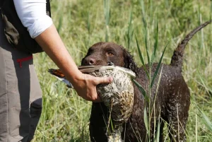 Perro Pointer en postura de muestra durante su adiestramiento en el campo