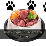 La Mejor Dieta Equilibrada Para Perros