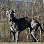 Las 10 razas de perros más grandes del mundo en 2023- Fotos