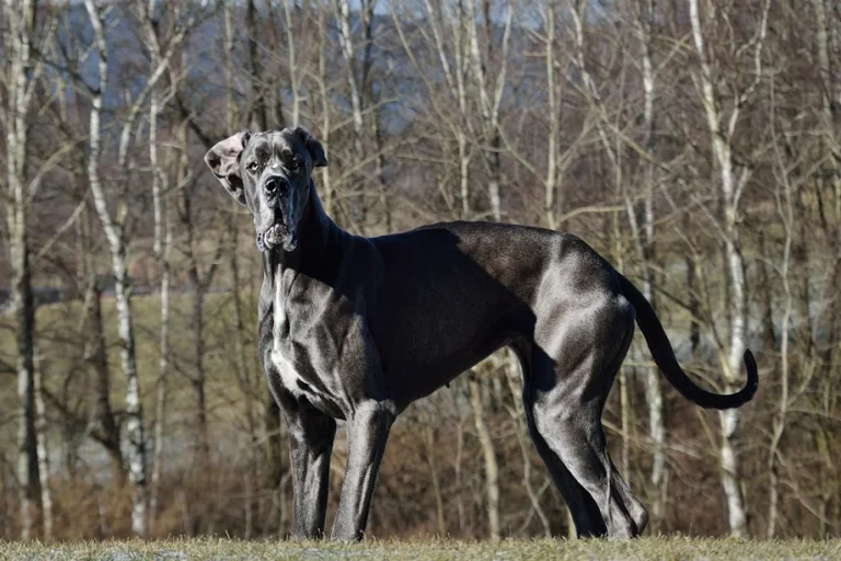 Las 10 razas de perros más grandes del mundo en 2023- Fotos