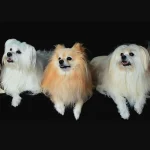 Las 15 razas de perros pequeños o chiquitos populares