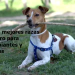 Las 8 mejores razas de perro para principiantes y novatos