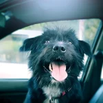 Los mejores 10 Consejos para viajar con tu perro en el auto