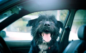 Perro sujeto con arnés de seguridad viajando tranquilo en el asiento trasero de un auto