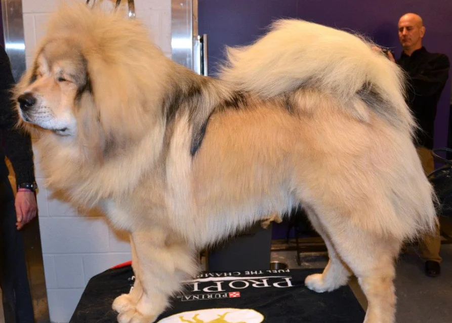 Mastín tibetano - El perro más caro del mundo