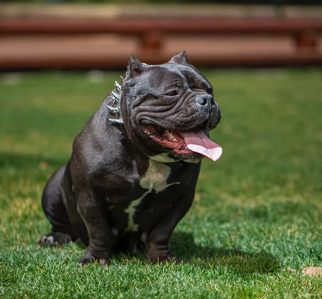 PItbull terrier negro con collar