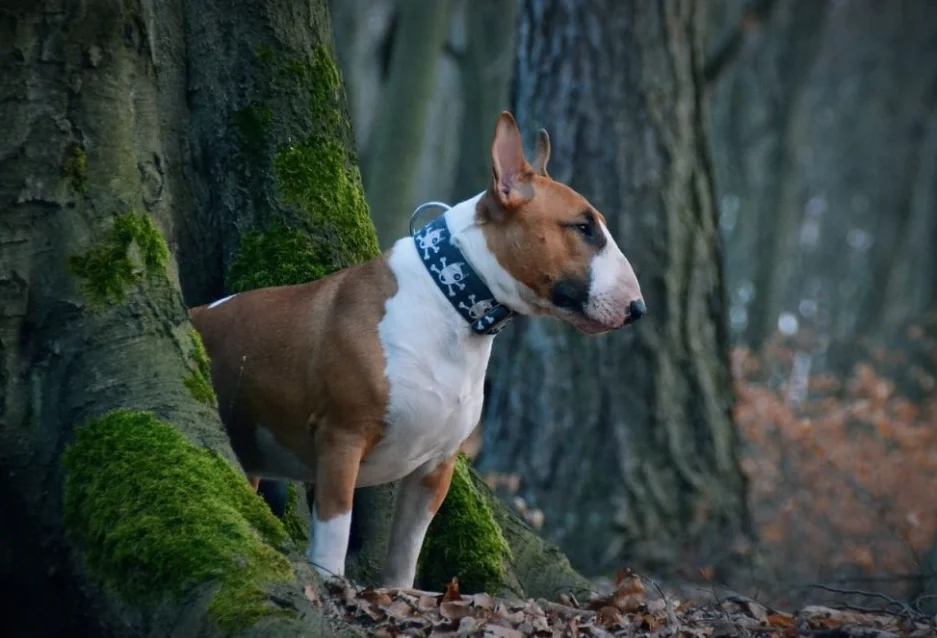 Perro Bull Terrier
