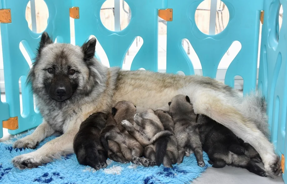 Perro amamantando a sus cachorros