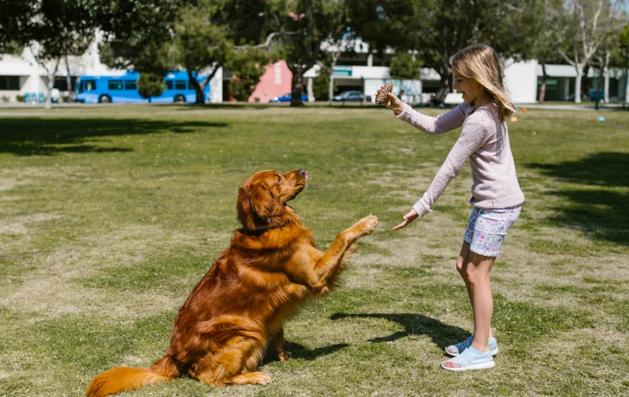 Perro complaciendo a la niña, perro jugando con la niña