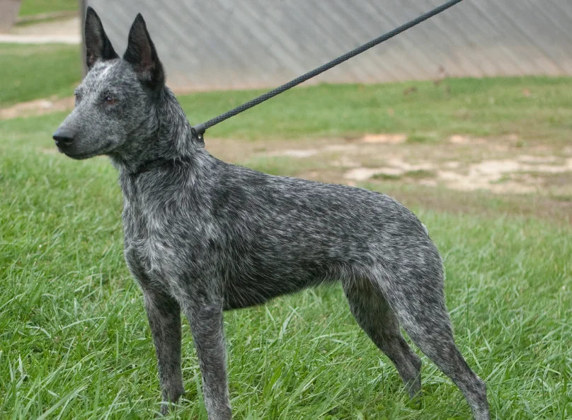 Perro de Raza Australian Cattle Dog