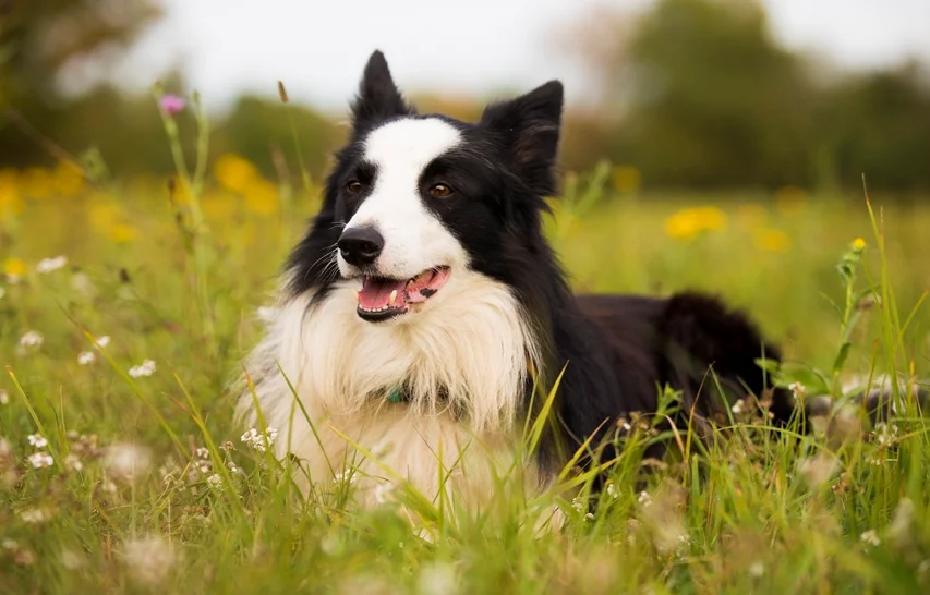 Perro de Raza Border Collie
