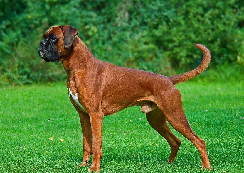 Perro de Raza Boxer