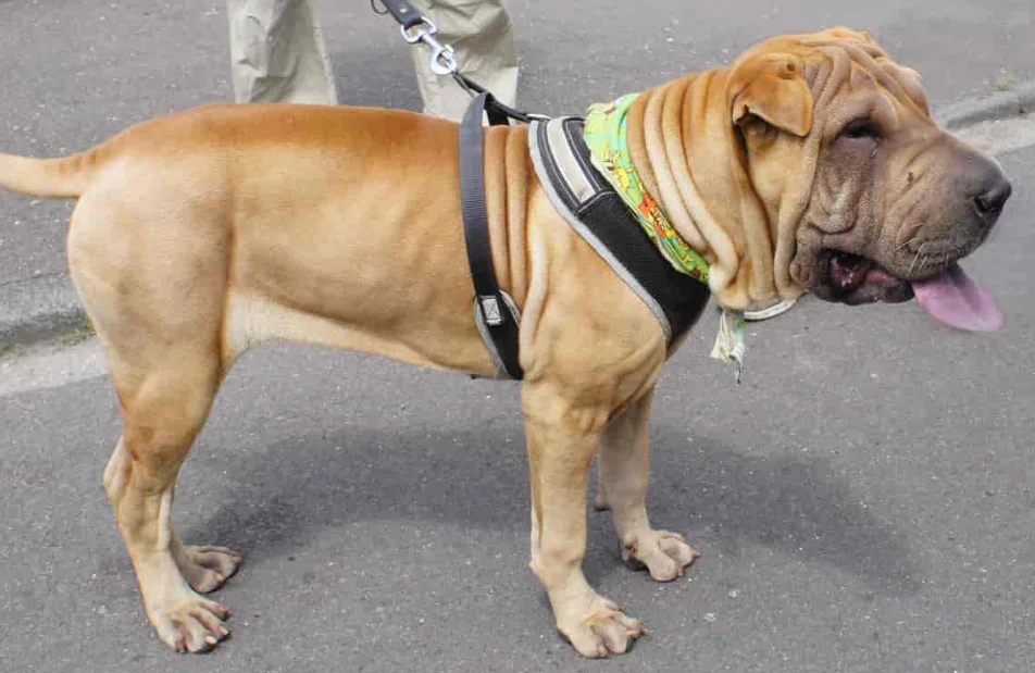 Perros de Raza Shar Pei