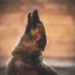 ¿Por Qué Aúllan los Perros? - Descubre las Razones