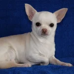 Raza de Perro Chihuahua - Información, Cuidados