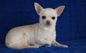 Raza de Perro Chihuahua - Información, Cuidados