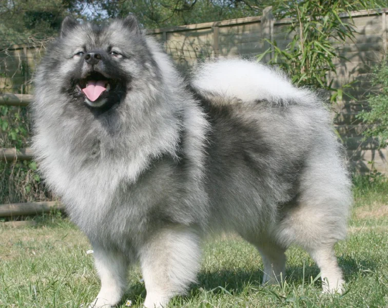 Raza de Perro Keeshond