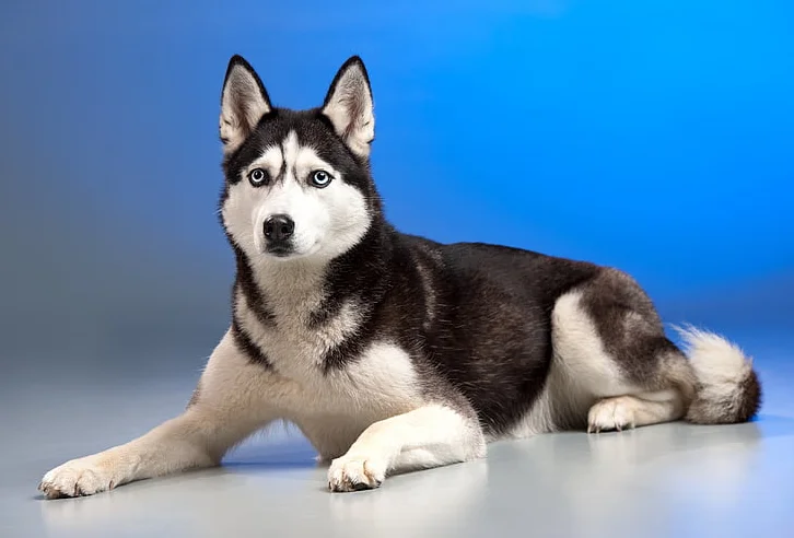Raza de Perro husky siberiano
