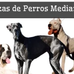 Razas de perros grandes - 10 más populares, Fotos