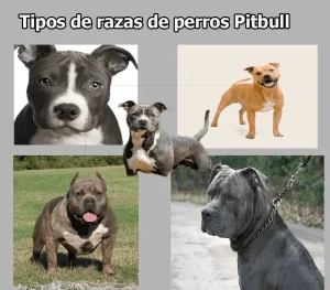 Tipos de razas de perros pitbull - Características y diferencias