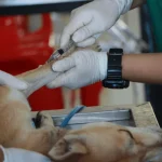 Tips para la vacunación de perros - Guía y Calendario