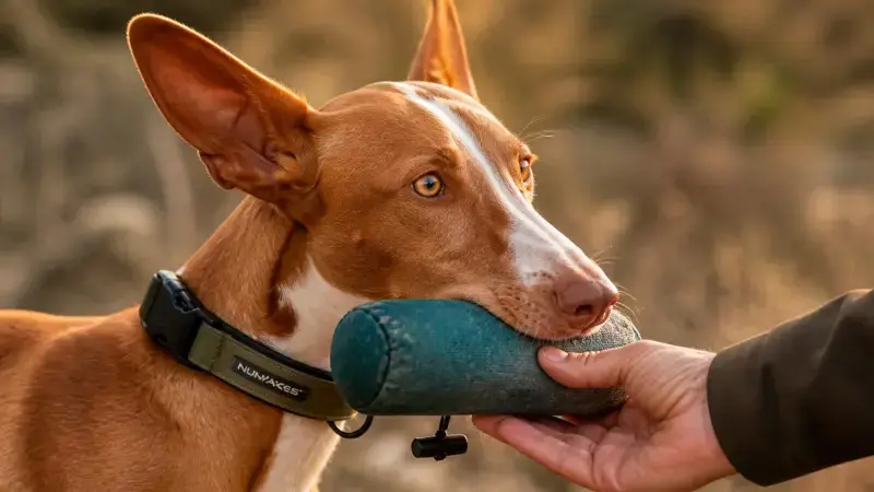 Podenco Andaluz entrenando el cobro entregando un señuelo a su dueño