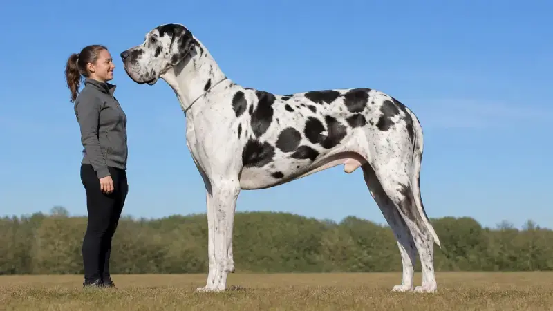 Gran Danés arlequín de pie, destacando como el canino más grande del mundo en altura