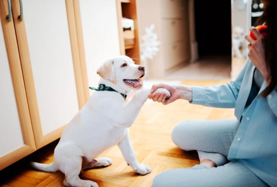como educar a tu perro cachorro