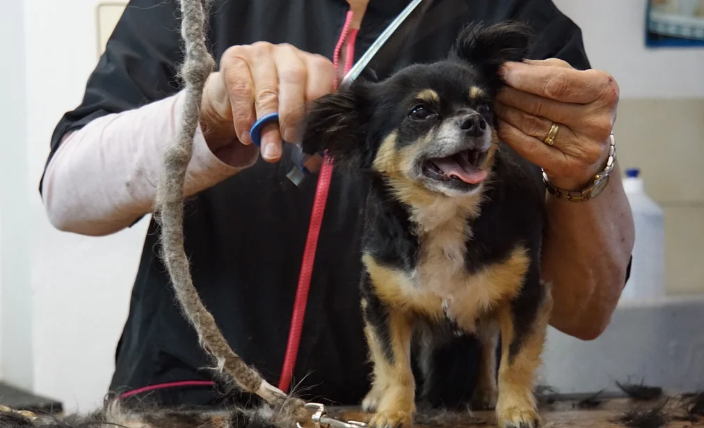 cortar pelo perro