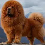 El perro más caro del mundo: El majestuoso Mastín Tibetano y otras razas