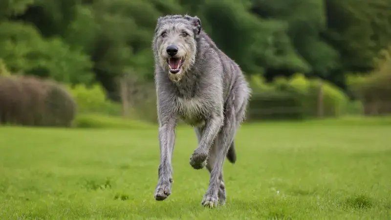 Lebrel Irlandés corriendo en un campo, destacando como la raza de perro más grande en altura promedio