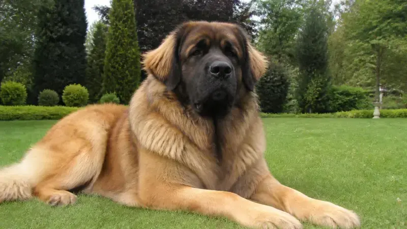 Perro Leonberger recostado en el pasto, infaltable en el top de los siete perros más grandes del mundo
