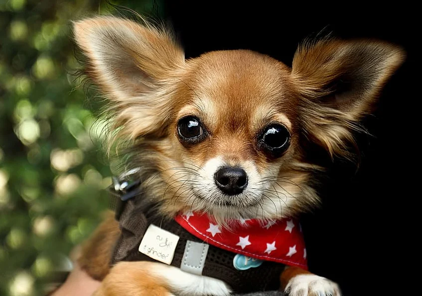 nombre para perra pequeña y cachorro