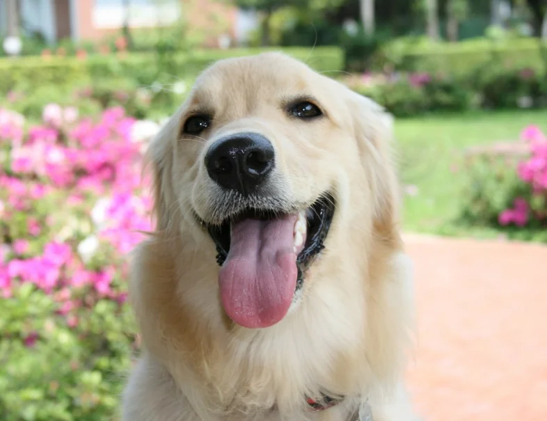 nombre para perritas hermosas y nombres para perros chicas
