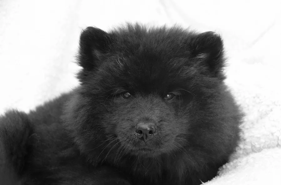 nombres para perrita negra