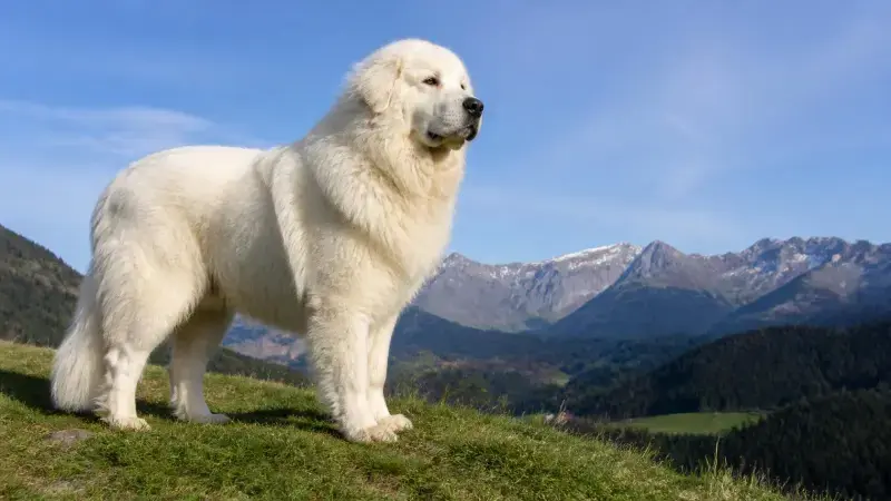 Perro de Montaña de los Pirineos blanco vigilando, cerrando la lista de los 10 perros más grandes del mundo