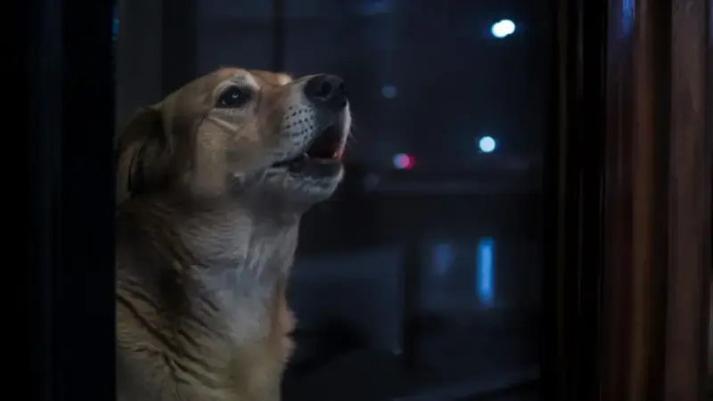 Perro triste aullando mirando por la ventana durante la noche por ansiedad de separación