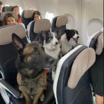 ¿Puedo viajar con mi perro en el avión?