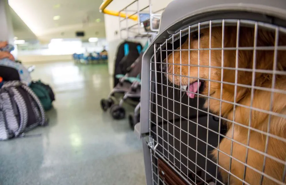 Contenedor de Transporte para Viajar en el Avión con tu perro
