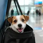 Cómo Viajar con un Perro en Avión: Requisitos, Costos y Guía