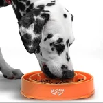 Cuál es la mejor alimentación para perros