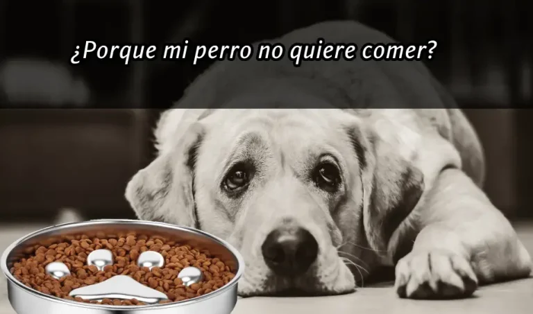 Porque mi perro no quiere comer, Causas y Tratamientos