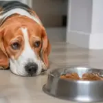 ¿Por qué mi perro no quiere comer? Causas y señales de alerta