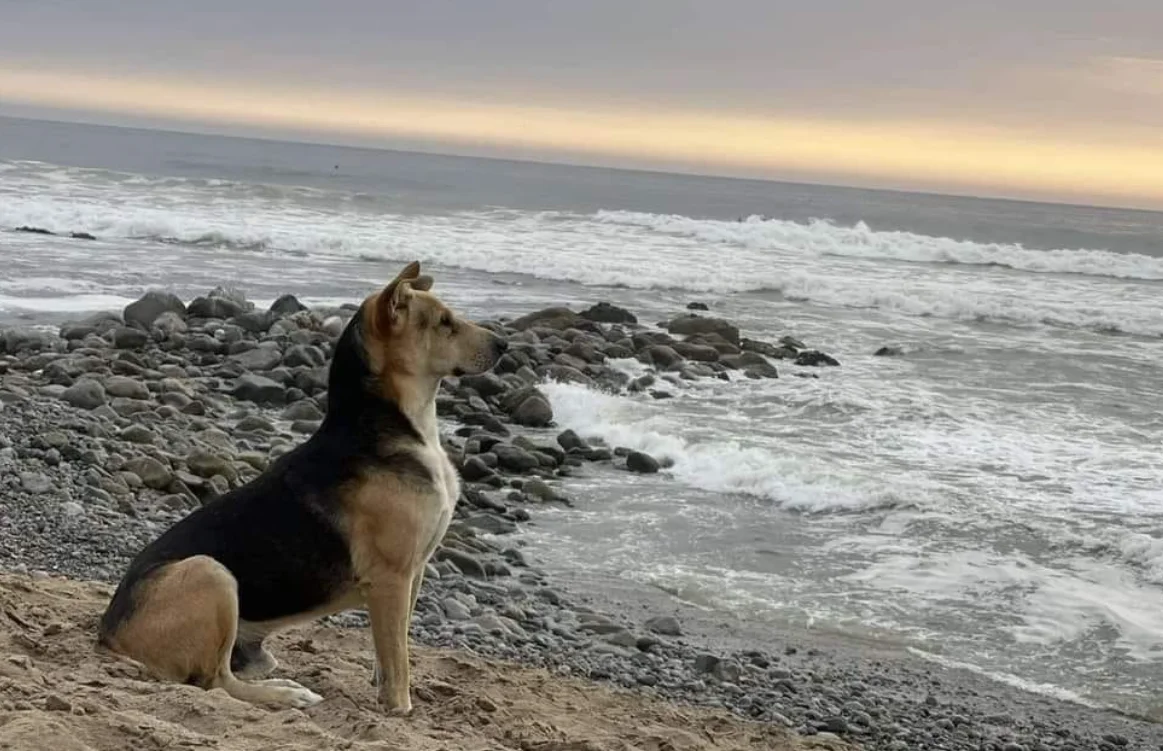 Perro vagito, el perro que espera a su sueño