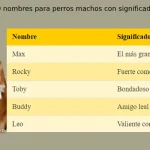 100 nombres para perros machos con significado