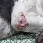 Como curar la sarna en perros