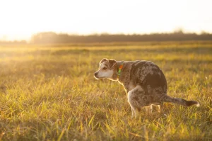 perro orinando o cagando