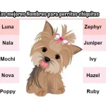Los mejores Nombres para perritas chiquitas